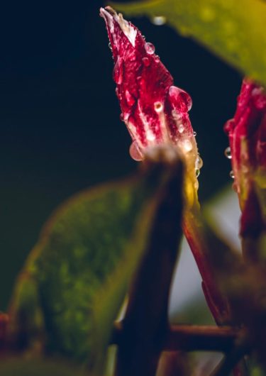 Natur Fotografie mit dem Titel 'Wolkenkinder #4'. Regentropfen auf einer roten Blüte