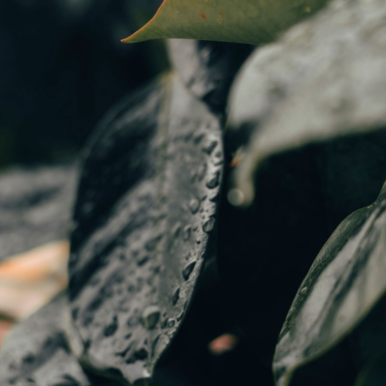 Nature photography with the title 'Cloud Kids #5'. Raindrops on green leaves