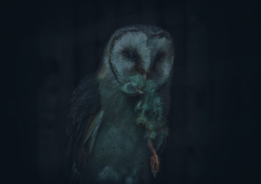 Loner #2 - moody animal photography by Cedric Blei - friendmade.fm